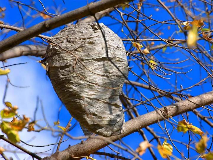 Intervention essaims Villefranche-sur-Saône