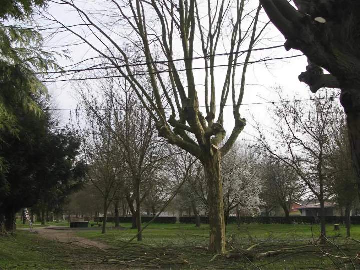 Elagueur arbre Villefranche-sur-Saône