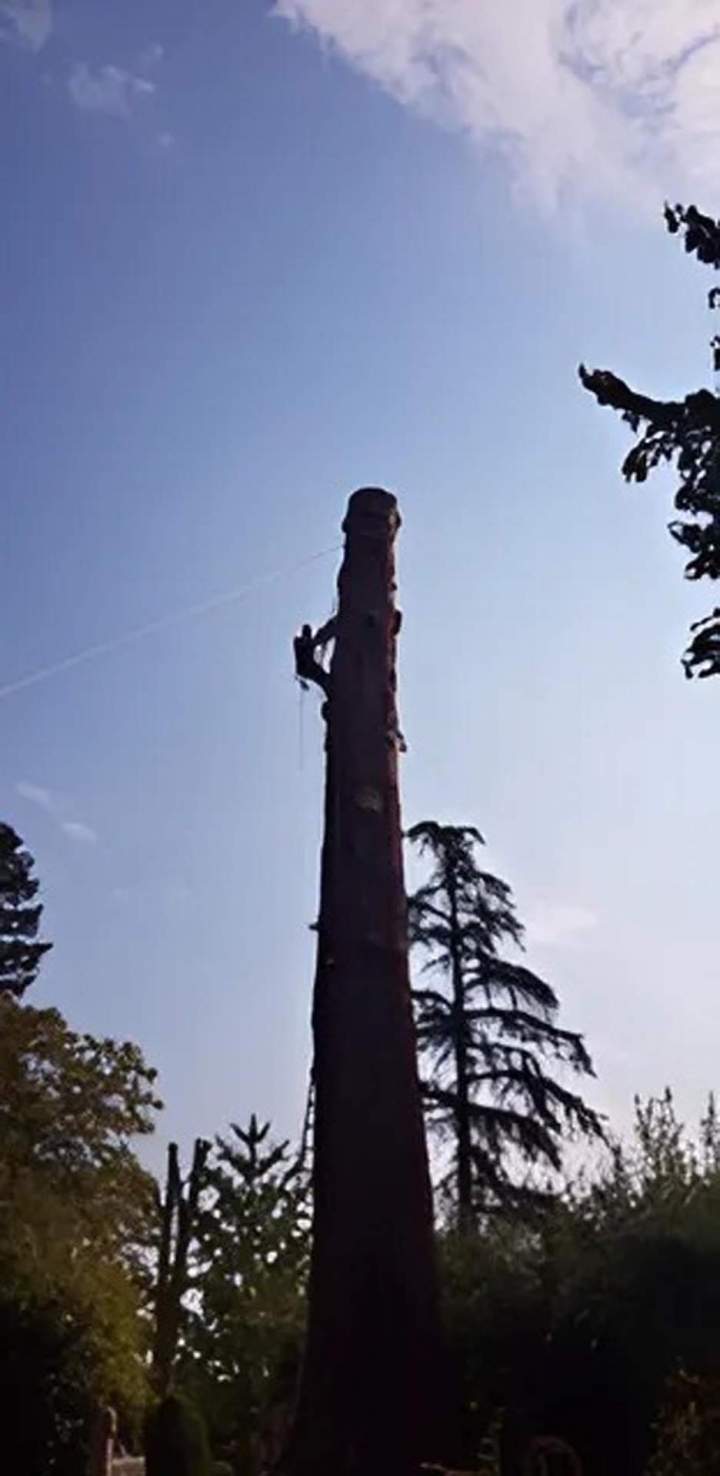 Travaux d'abattage Ville Franche-sur-Saône