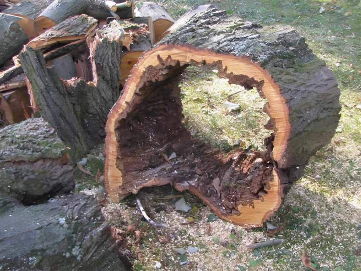 Service de dessouchage Ville Franche-sur-Saône