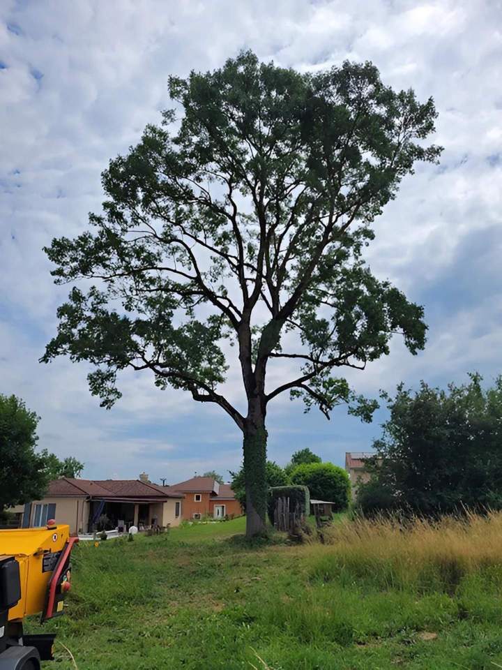 Travaux d'élagage en hauteur Ville Franche-sur-Saône