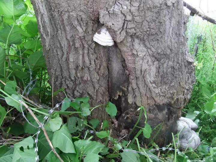 Travaux d'élagage Ville Franche-sur-Saône