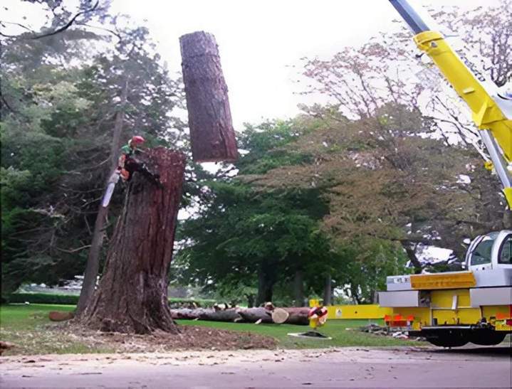 Services d'élagage Ville Franche-sur-Saône