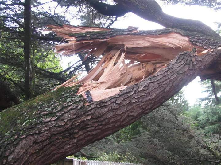 Services d'abattage Ville Franche-sur-Saône