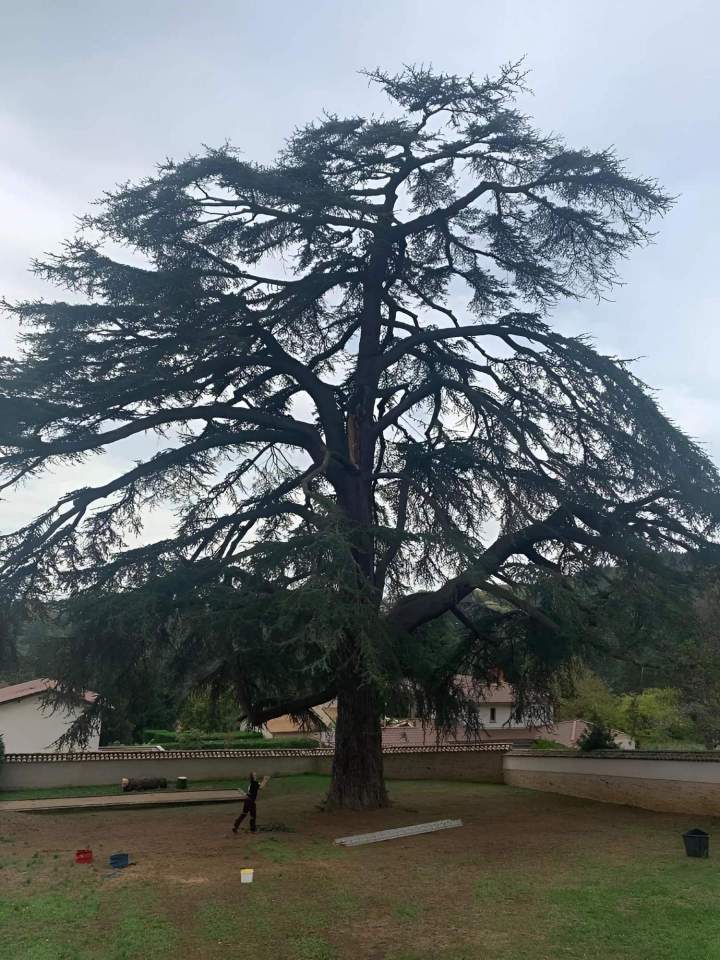 Elagage arbre Villefranche-sur-Saône