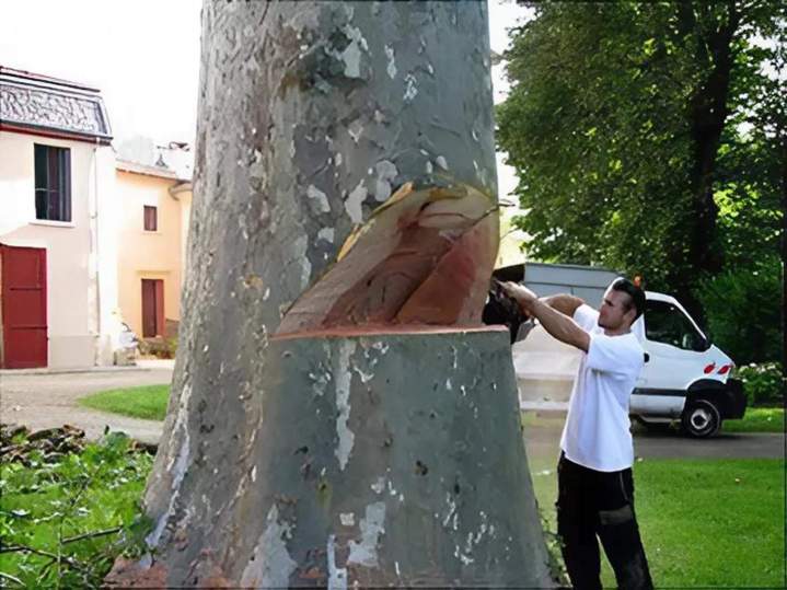 Abattage d'arbre Villefranche-sur-Saône
