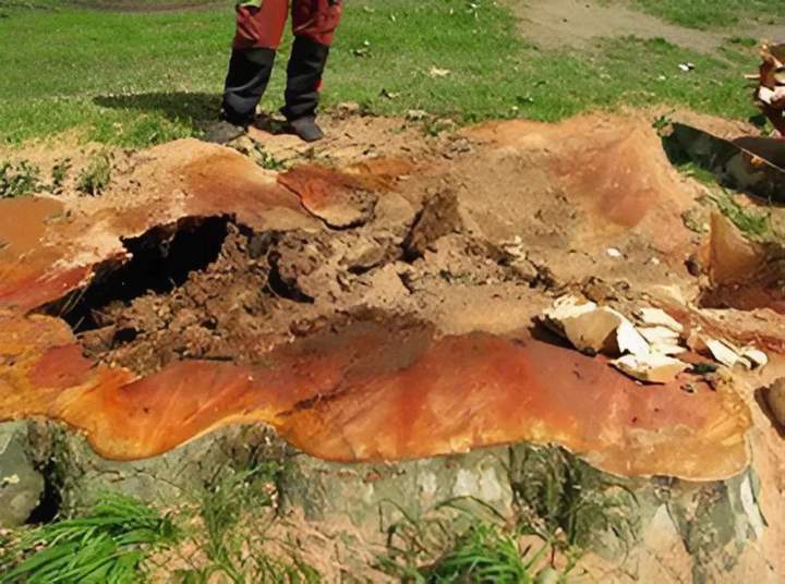 Travaux d'élagage Ville Franche-sur-Saône