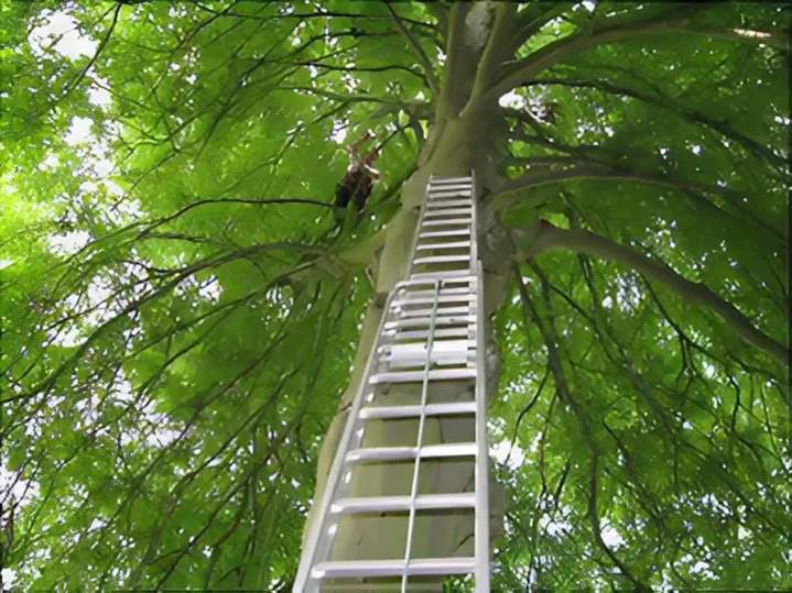 Services d'élagage Ville Franche-sur-Saône