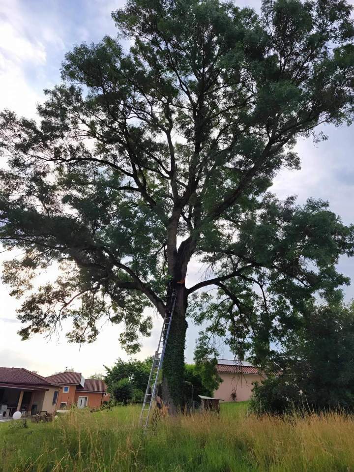 Travaux d'élagage Ville Franche-sur-Saône