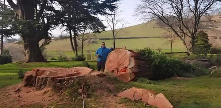 Travaux d'abattage Ville Franche-sur-Saône