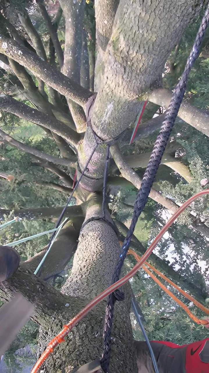 Services d'élagage Ville Franche-sur-Saône