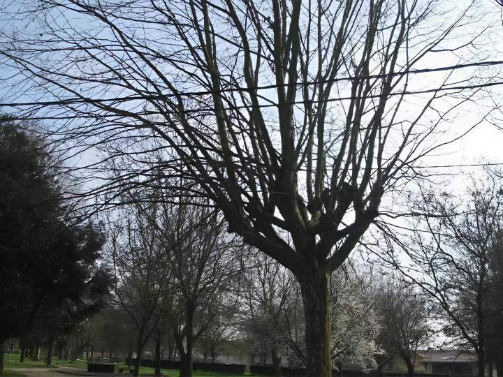 Services d'élagage Ville Franche-sur-Saône