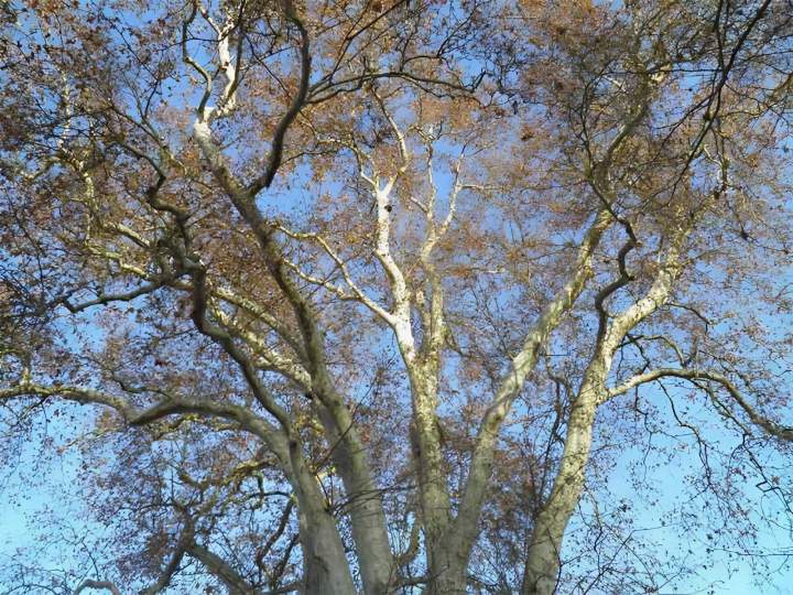 Elagage en hauteur Villefranche-sur-Saône