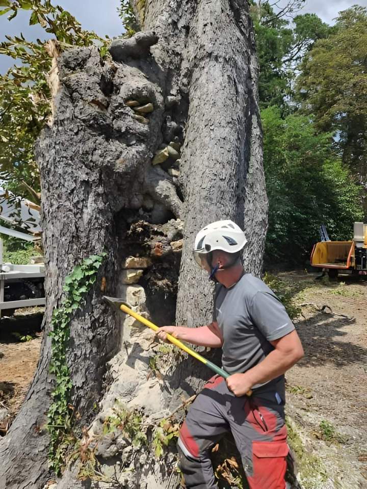 Élagage d'arbres Villefranche-sur-Saône