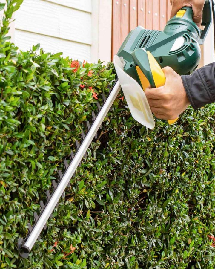 Taille de haie Villefranche-sur-Saône