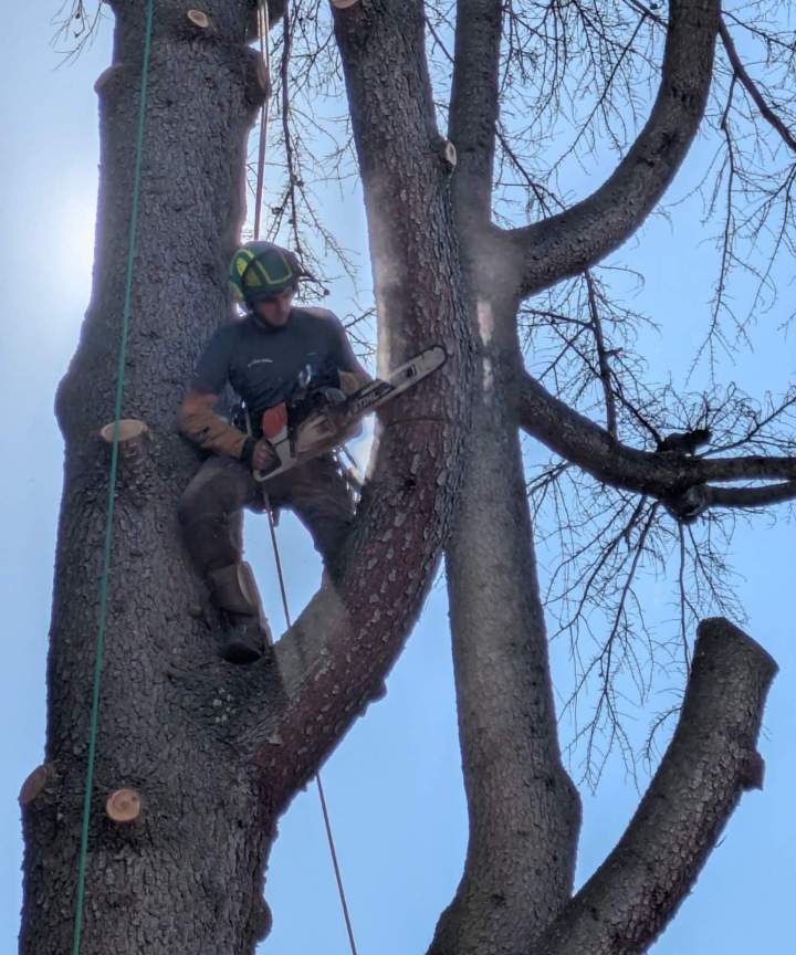 Travaux d'élagage Villefranche-sur-Saône