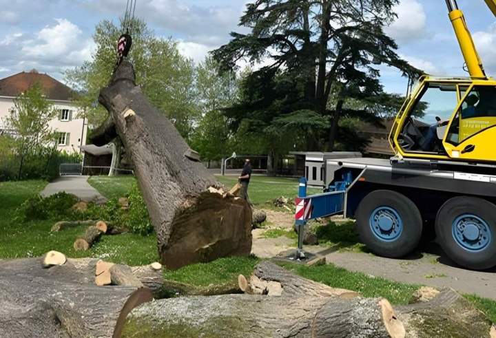 Lots bois coupés Villefranche-sur-Saône