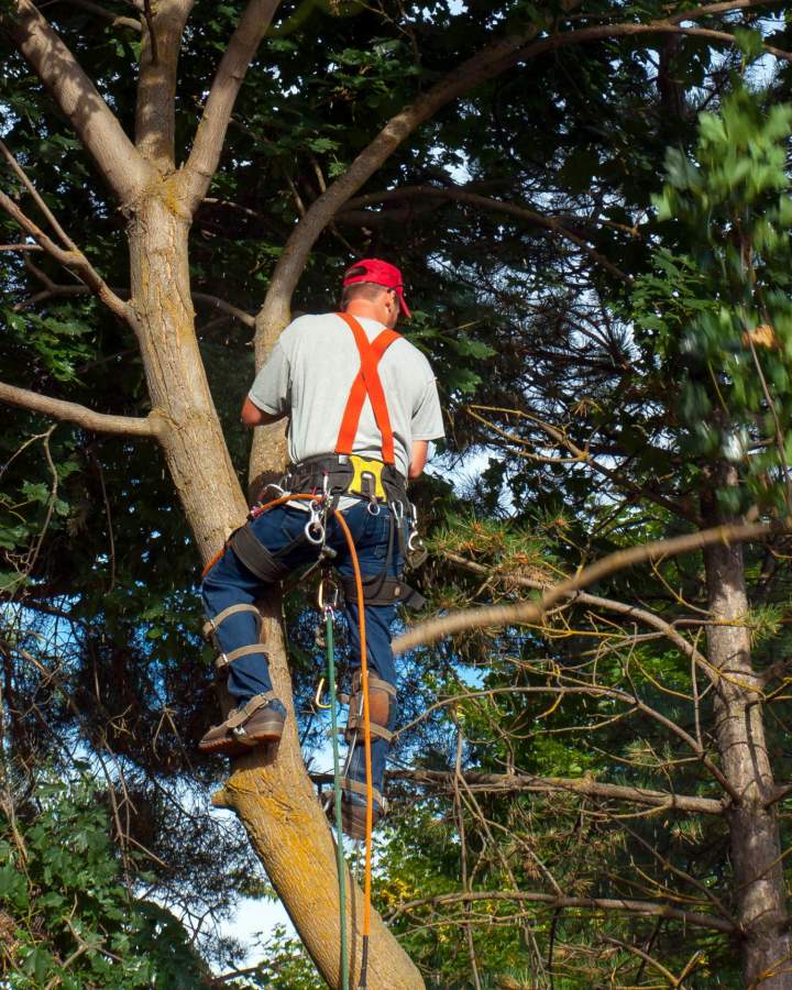 Spécialistes d'élagage à Villefranche-sur-Saône