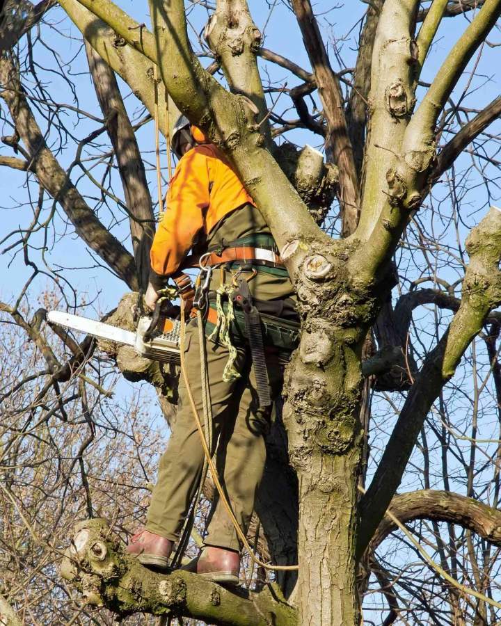 Elagueur grimpeur expérimenté Villefranche-sur-Saône